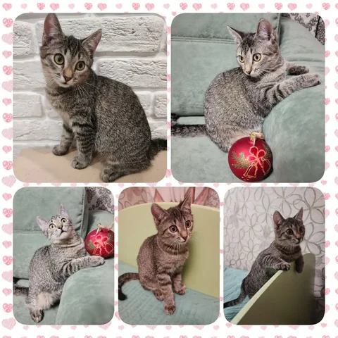 Котёнок девочка 4 месяца в добрые руки - Животные в Красноярск