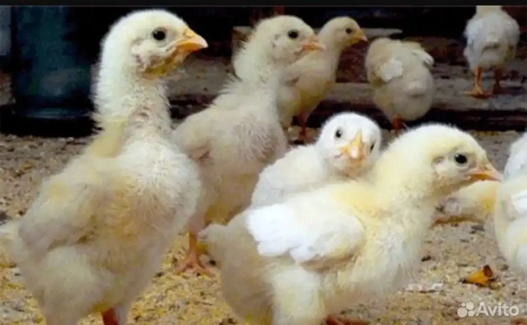 Продажа цыплят бройлеров РОС 308