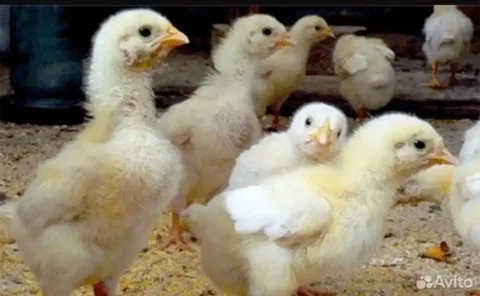Продажа цыплят бройлеров РОС 308 - частное объявление в Красноярск