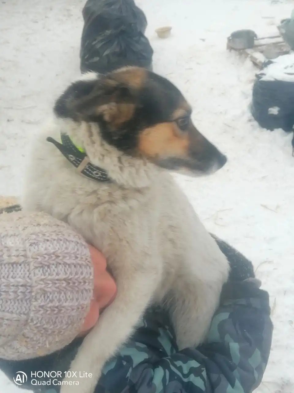 Пристрой собаки МЕРИ