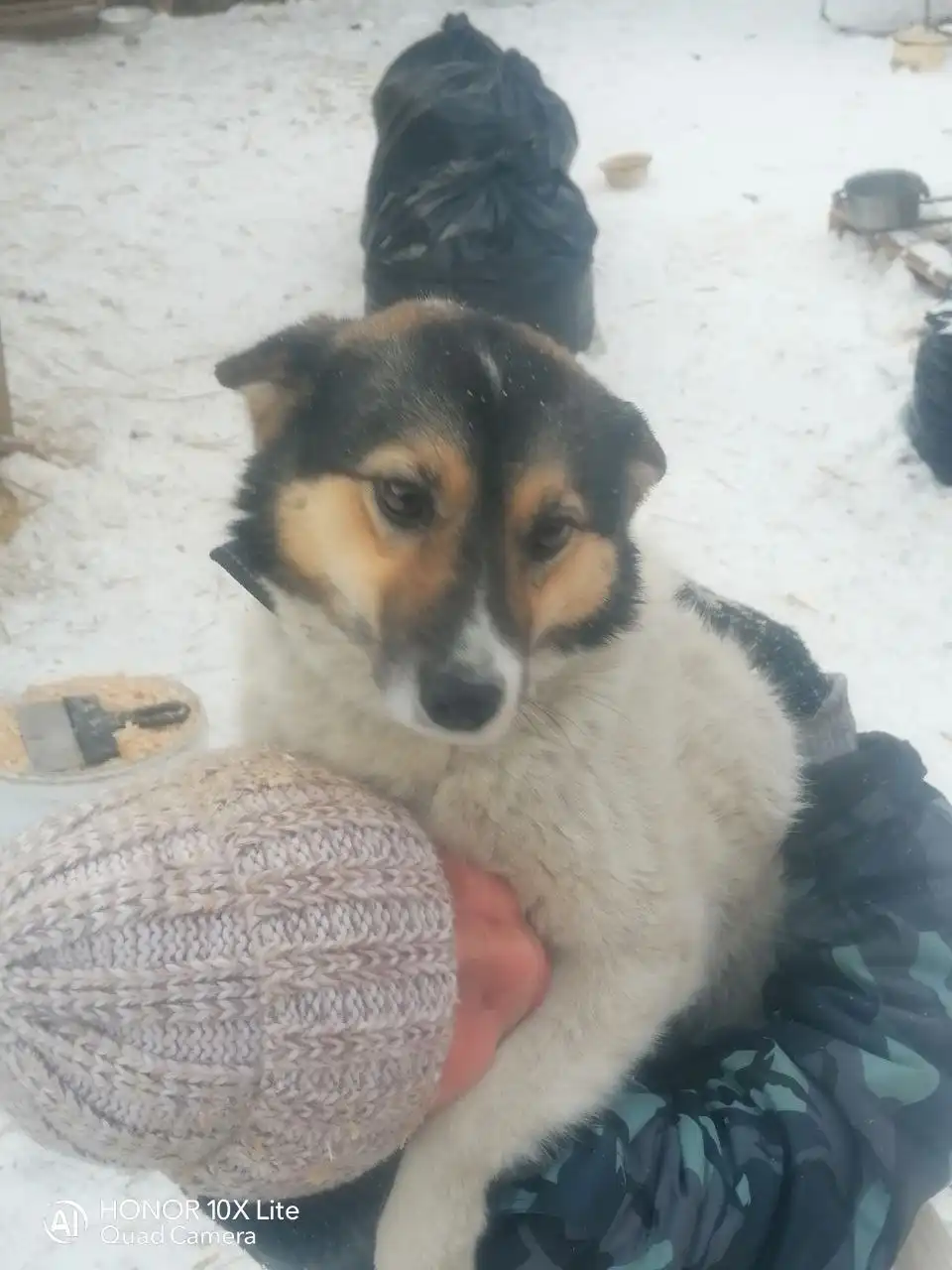 Пристрой собаки МЕРИ