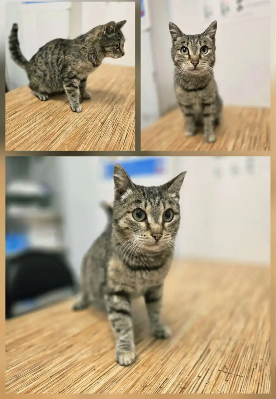 Кошка Муся ищет дом