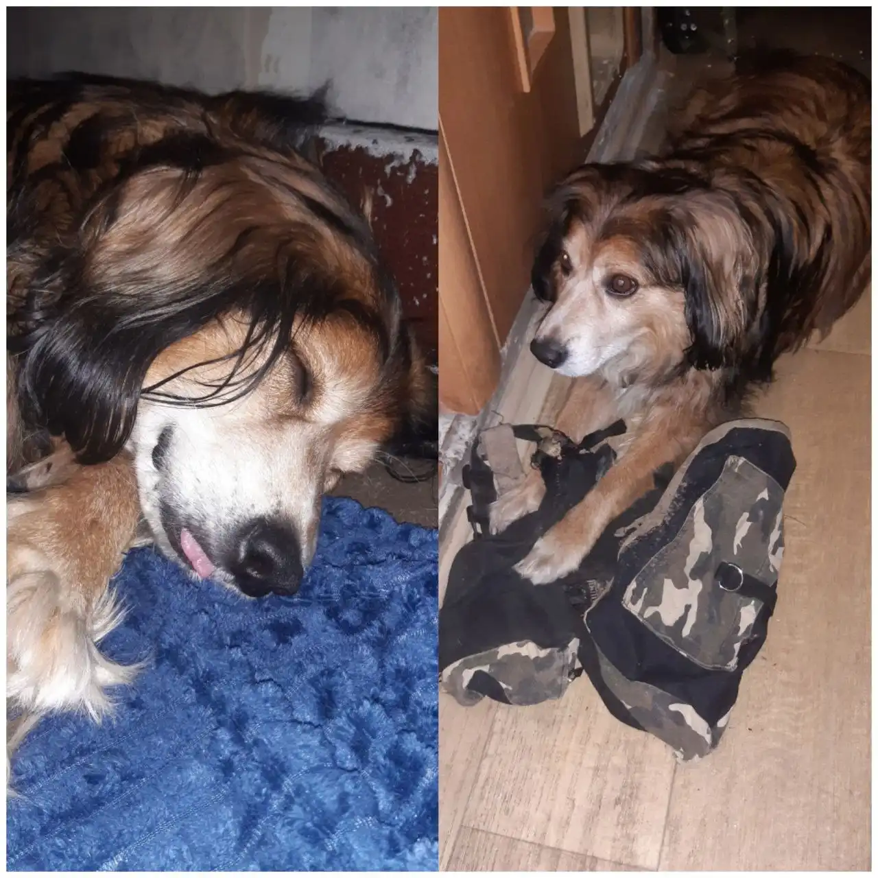 Тимка - пес 8+ лет ищет дом в Красноярске