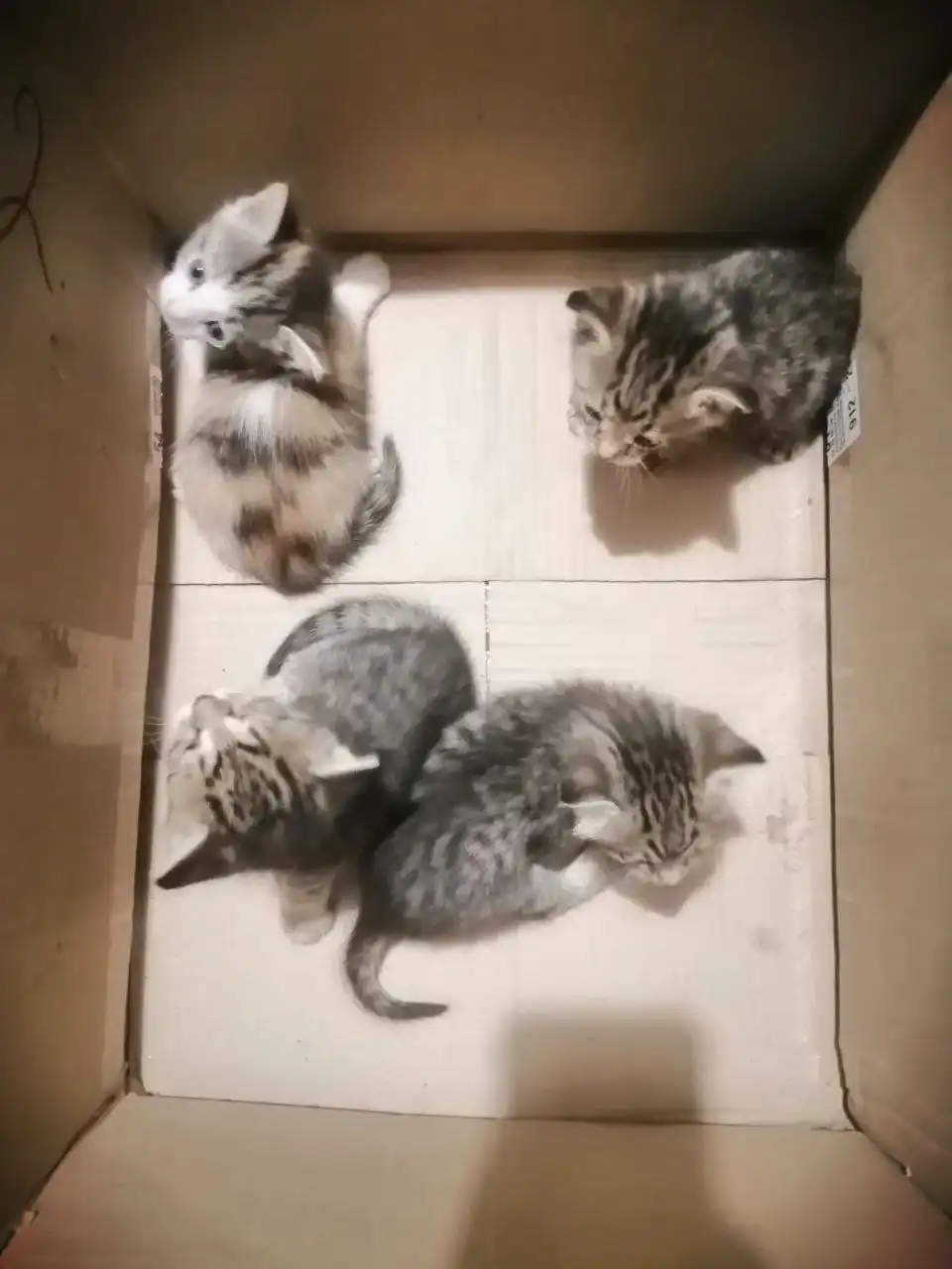 Отдам даром катят