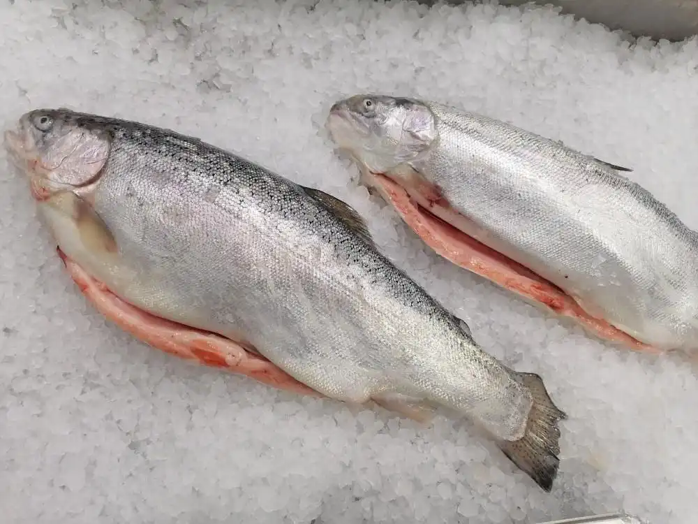 Рыбная компания "Сиверия" предлагает свежую рыбу и морепродукты