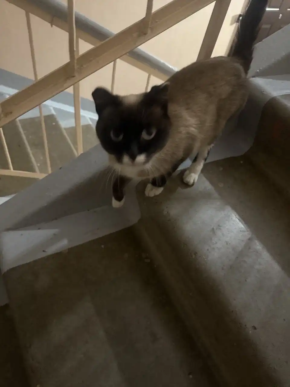 Молодая ласковая кошечка ищет дом