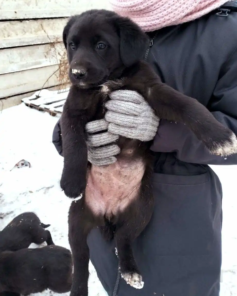 Щенки охранной породы ищут дом
