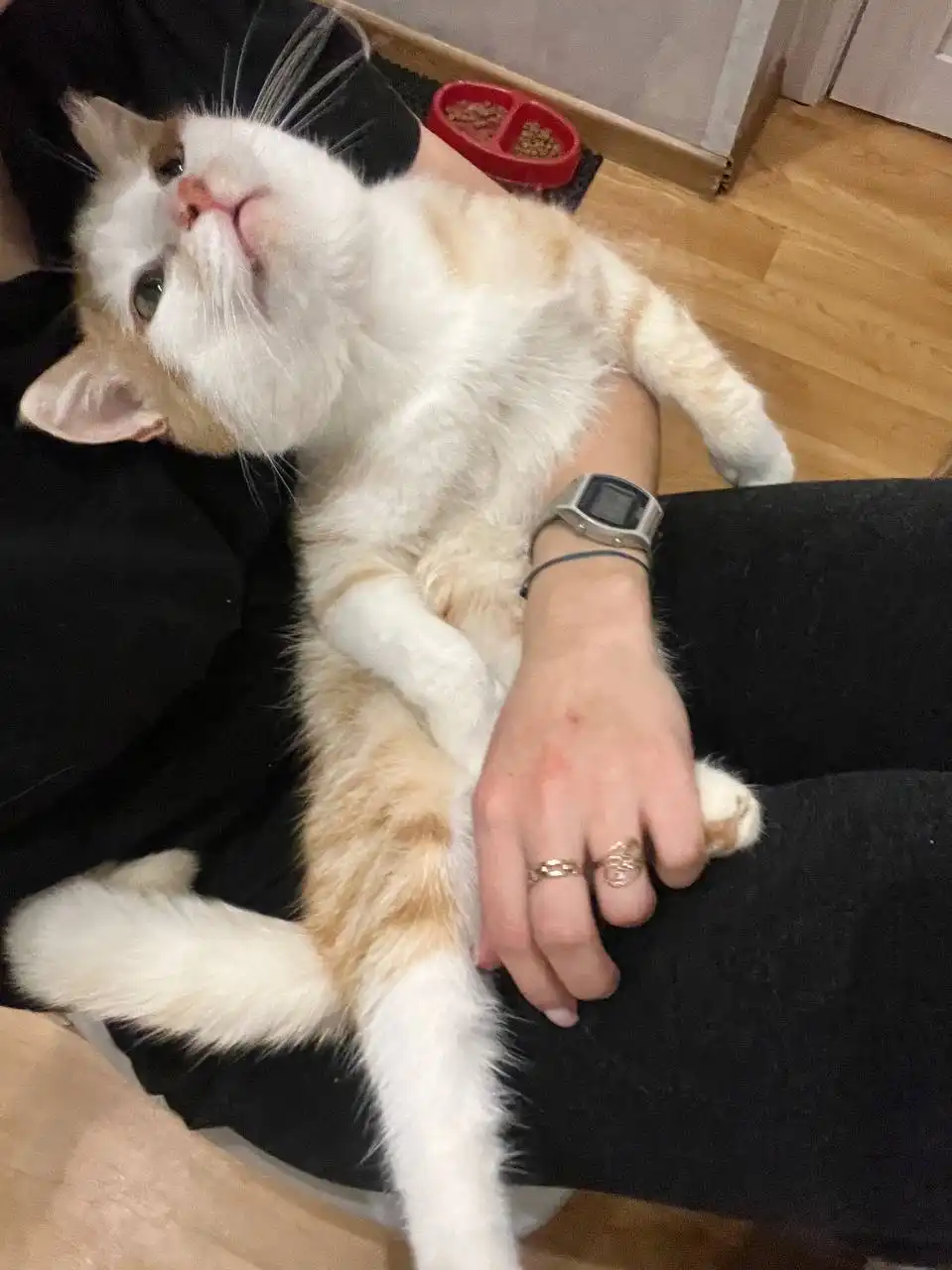 Пристройство кота Санечки в Красноярске