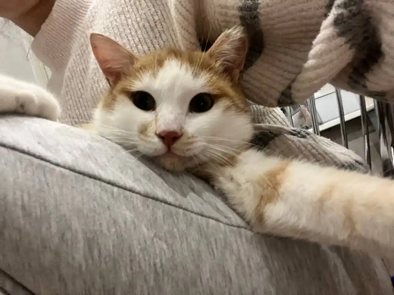 Пристройство кота Санечки в Красноярске