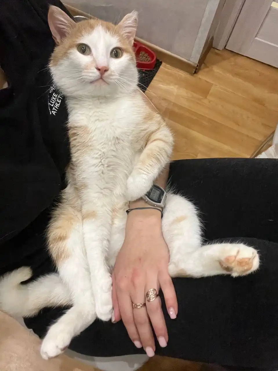 Пристройство кота Санечки в Красноярске