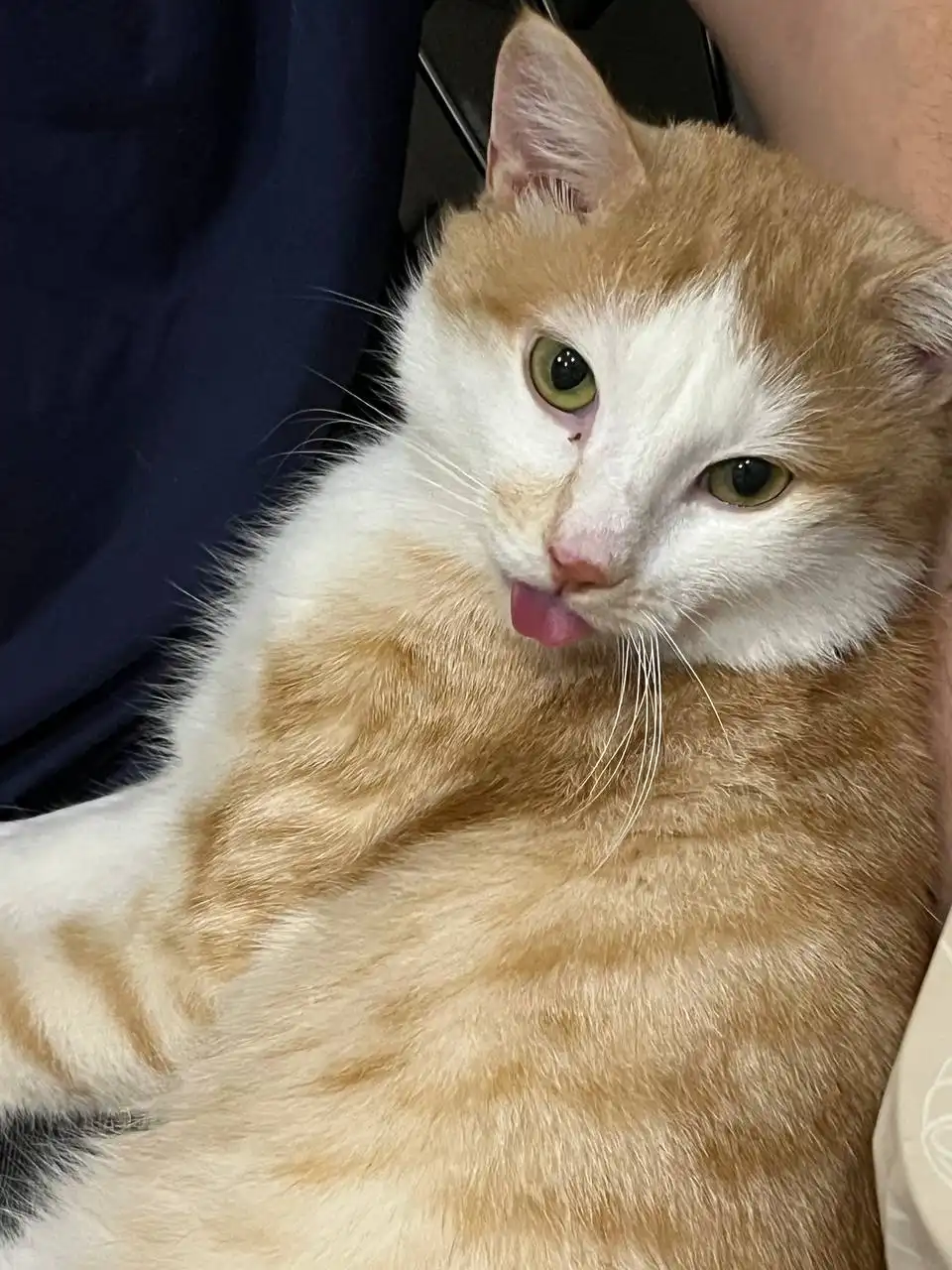 Пристройство кота Санечки в Красноярске