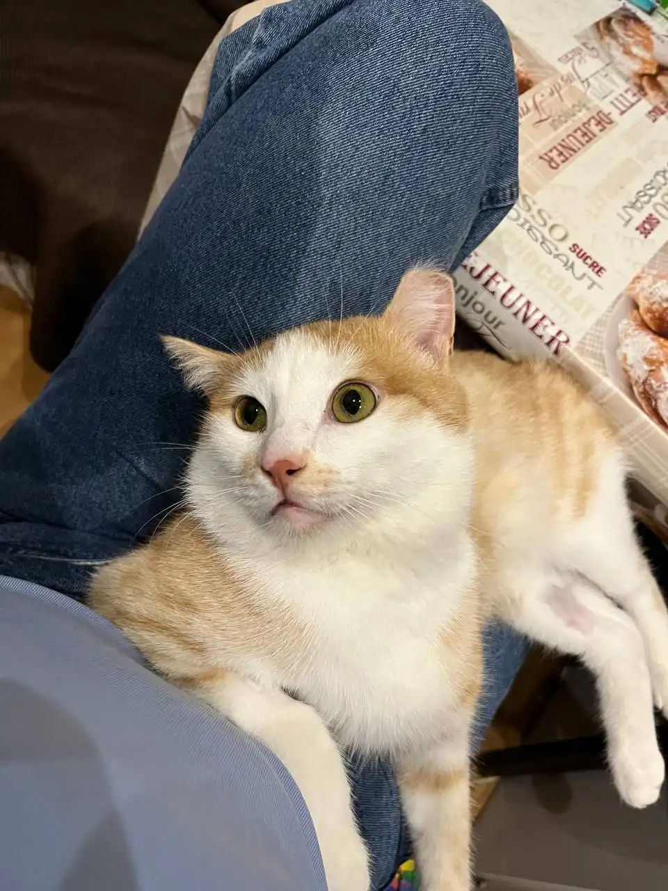 Пристройство кота Санечки в Красноярске