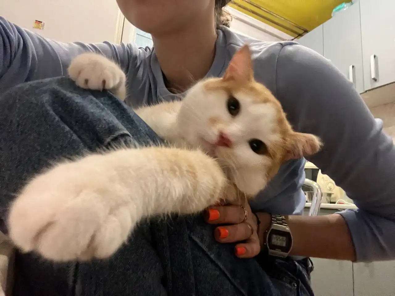 Пристройство кота Санечки в Красноярске