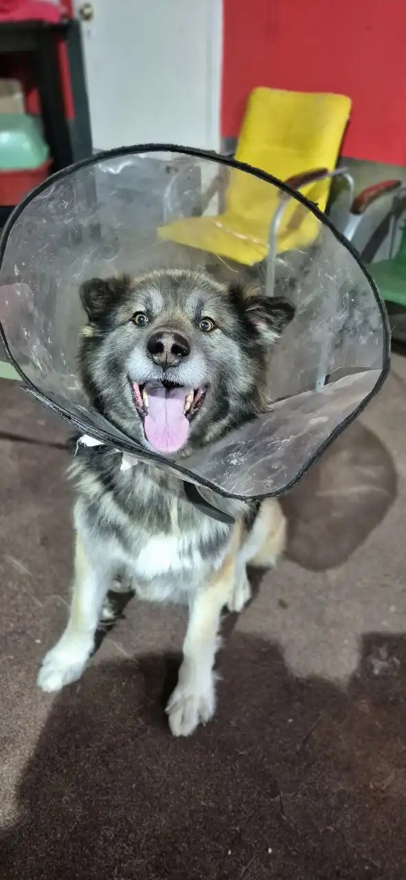 Шанс в поиске дома для активного пса