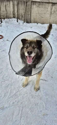 Активный пес ищет дом в Красноярске - Животные в Красноярск