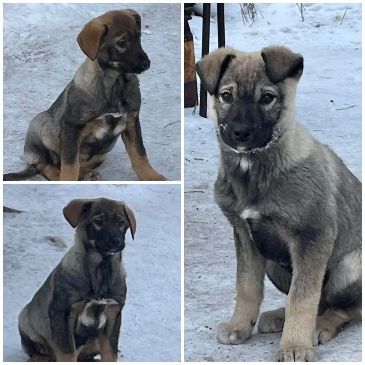 Щенки для частного дома