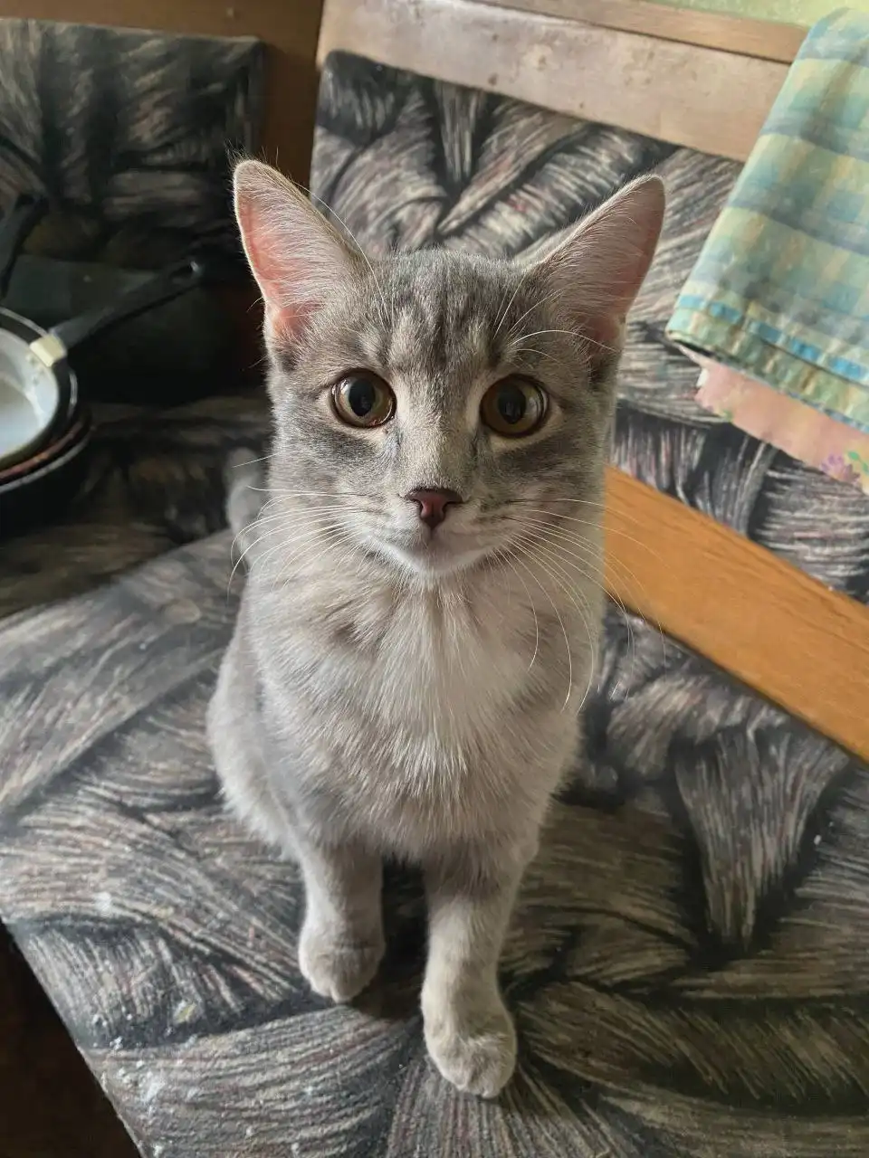 Котик ищет дом в Красноярске - Кошки (Животные) в Красноярск