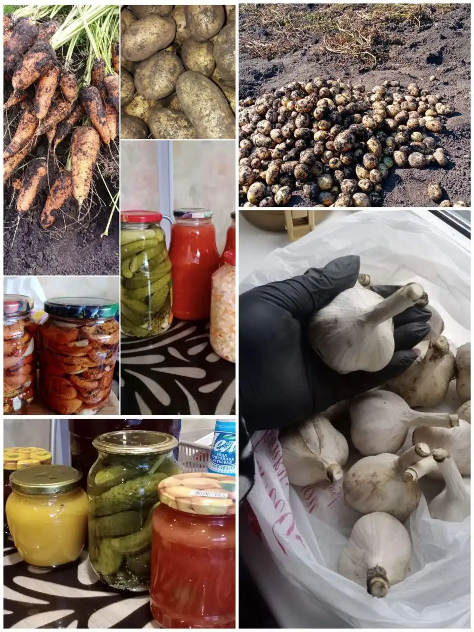 Продажа картофеля и солений с огорода - Продукты питания (Барахолка) в Березовка