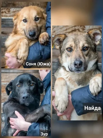 Собачки ищут дом в Красноярске - Корма для животных в Красноярск