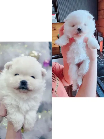 Продажа щенков шпица типа мишка - Корма для животных в Красноярск