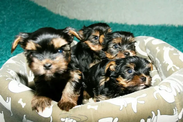 Продажа здоровых привитых собак - Корма для животных в Красноярск