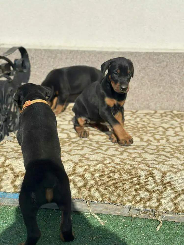 Продажа здоровых привитых собак - Собаки (Животные) в Красноярск