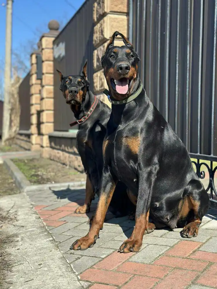 Продажа здоровых привитых собак - Собаки (Животные) в Красноярск