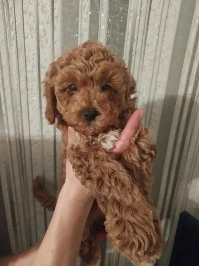 Продажа здоровых привитых собак - Собаки (Животные) в Красноярск