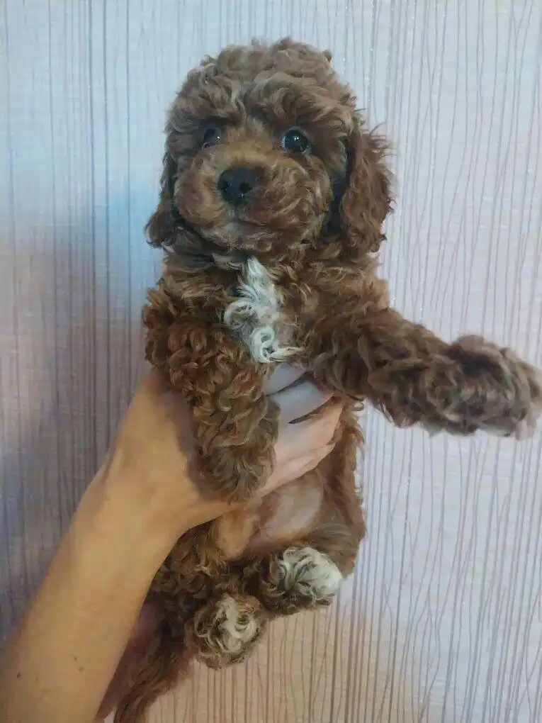 Продажа здоровых привитых собак - Собаки (Животные) в Красноярск