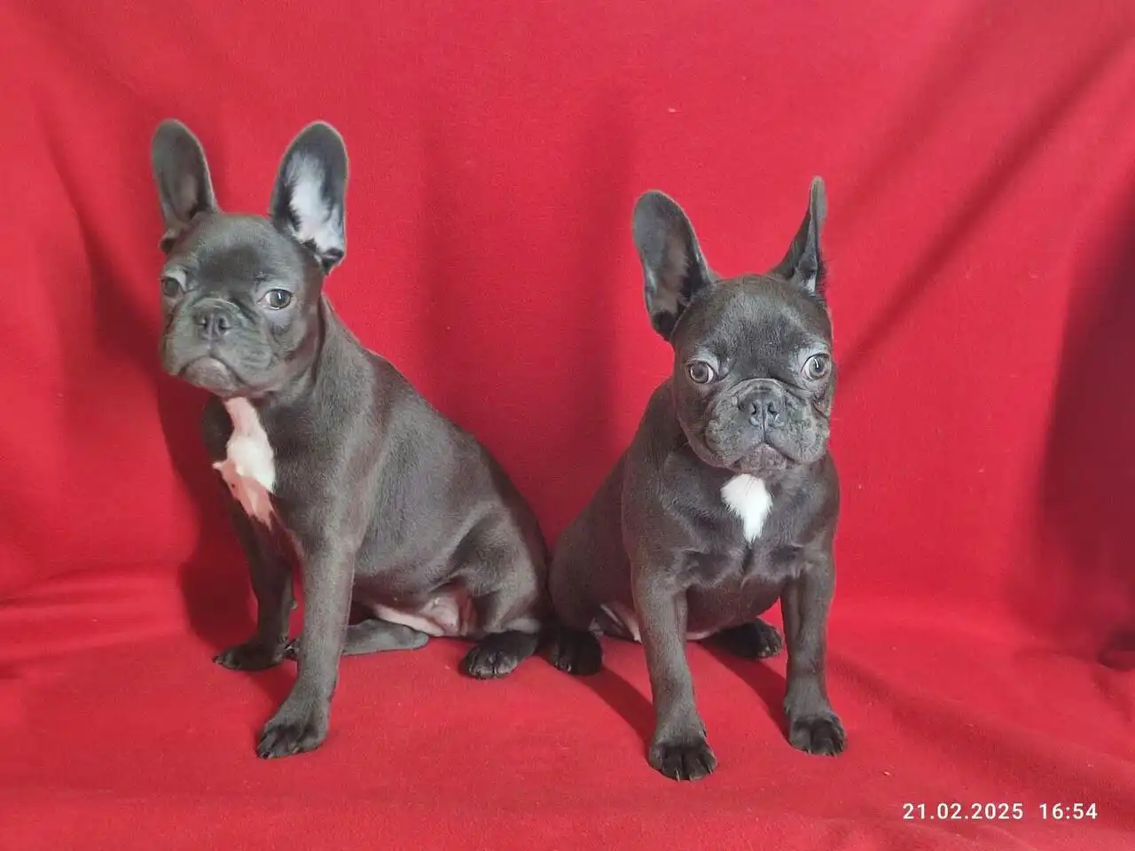 Продажа здоровых привитых собак - Собаки (Животные) в Красноярск