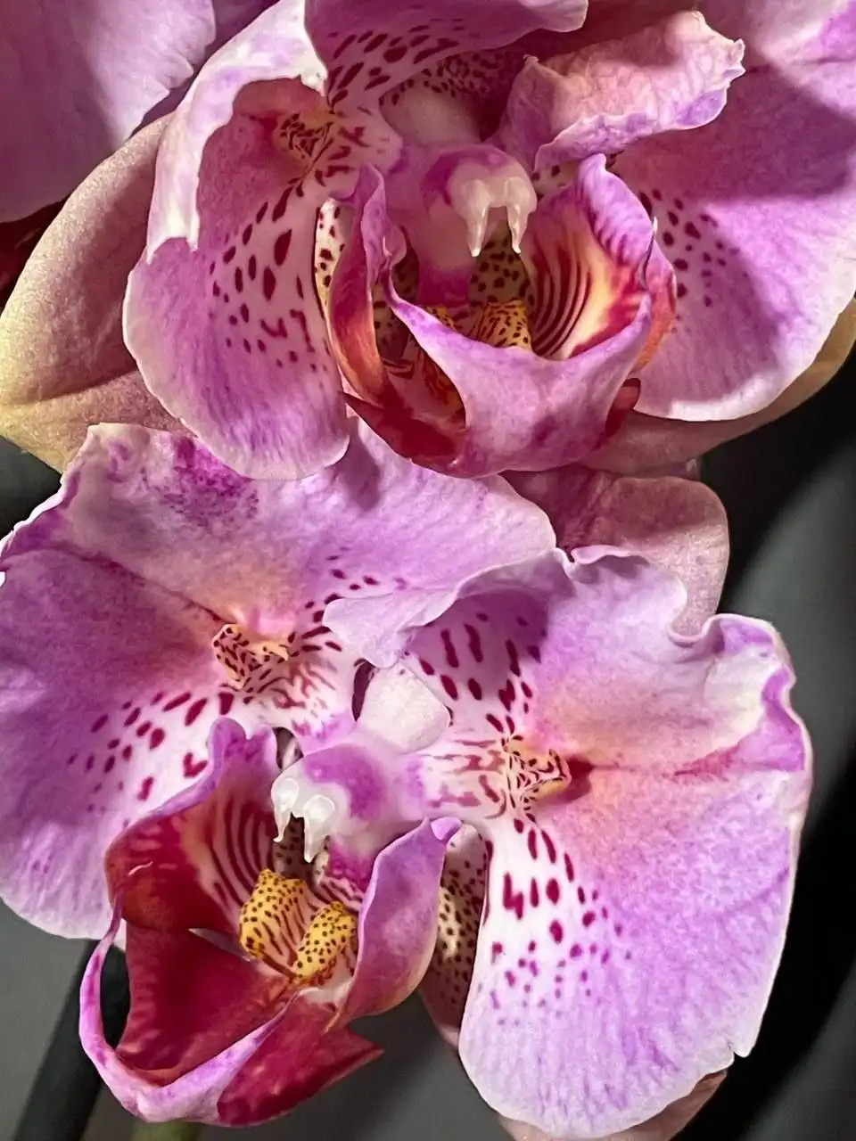 Продам цветущие орхидеи - Растения (Хобби и отдых) в Красноярск