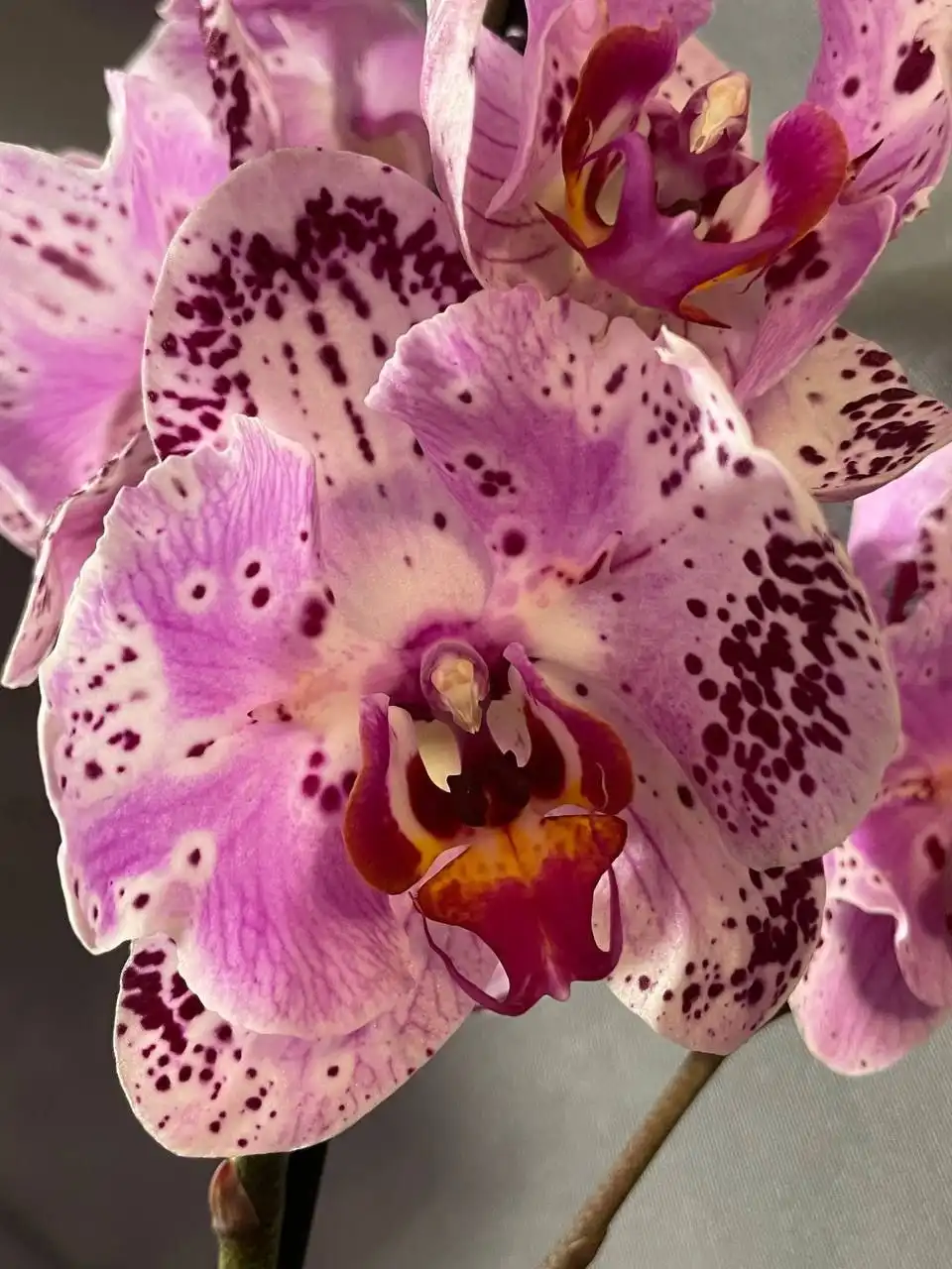 Продам цветущие орхидеи - Растения (Хобби и отдых) в Красноярск