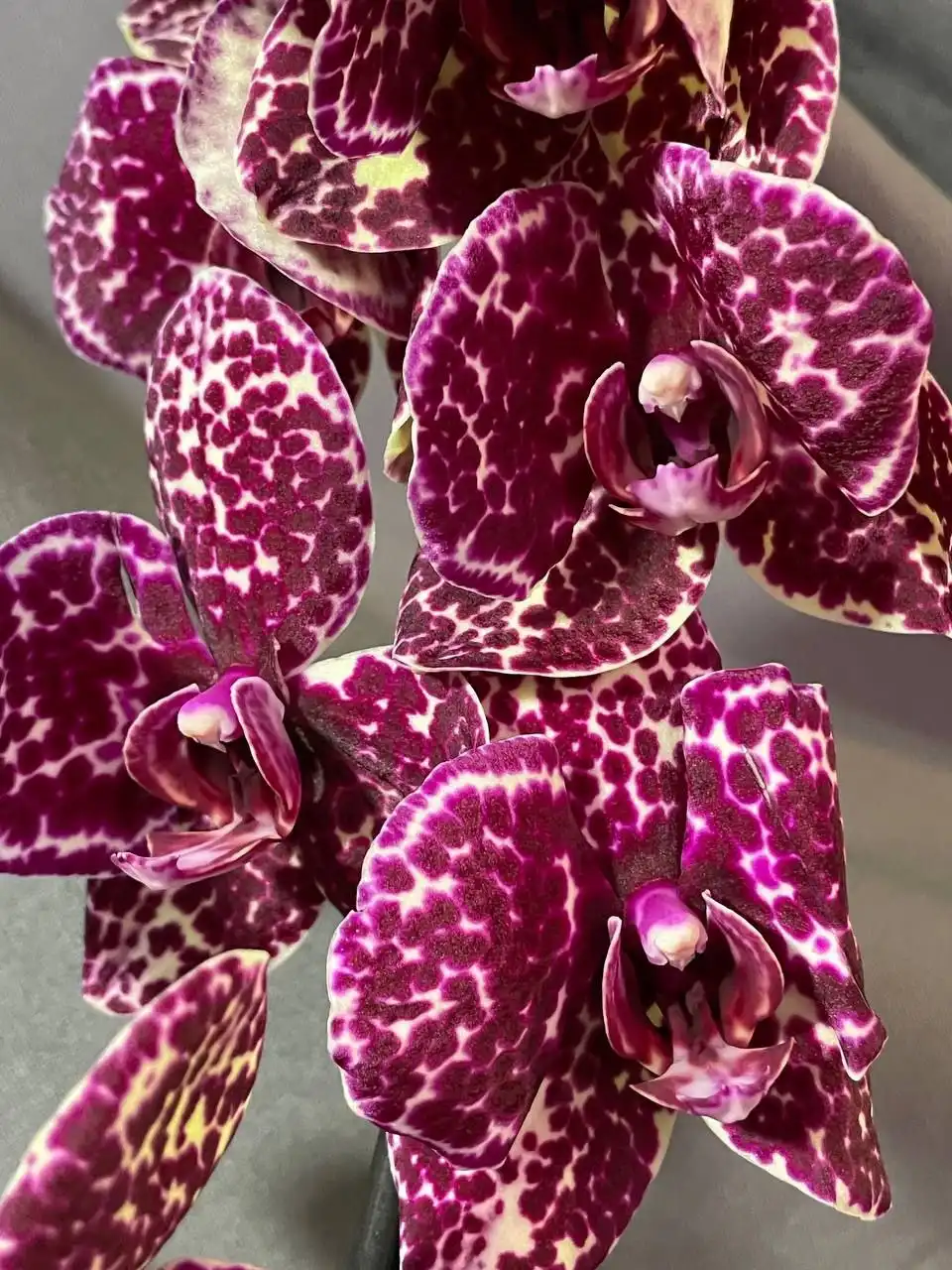 Продам цветущие орхидеи - Растения (Хобби и отдых) в Красноярск