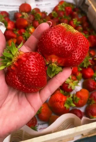 Саженцы сортовой клубники на сезон 2026 - Велосипеды в Красноярск