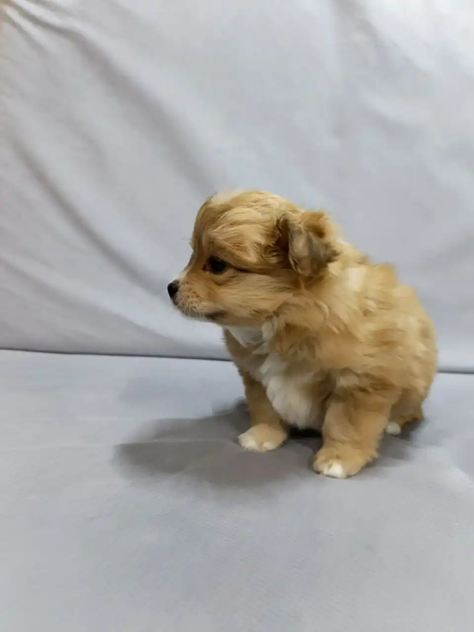 Милые и ласковые животные ждут хозяина - Животные в Красноярск