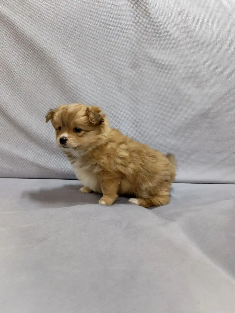 Милые и ласковые животные ждут хозяина - Животные в Красноярск