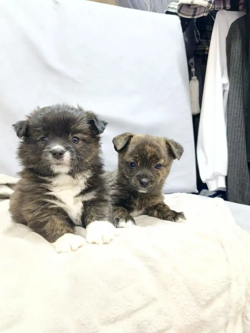 Милые и ласковые животные ждут хозяина - Животные в Красноярск