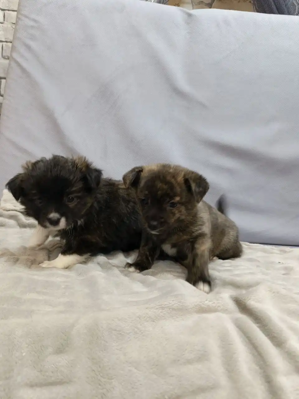 Милые и ласковые животные ждут хозяина - Животные в Красноярск