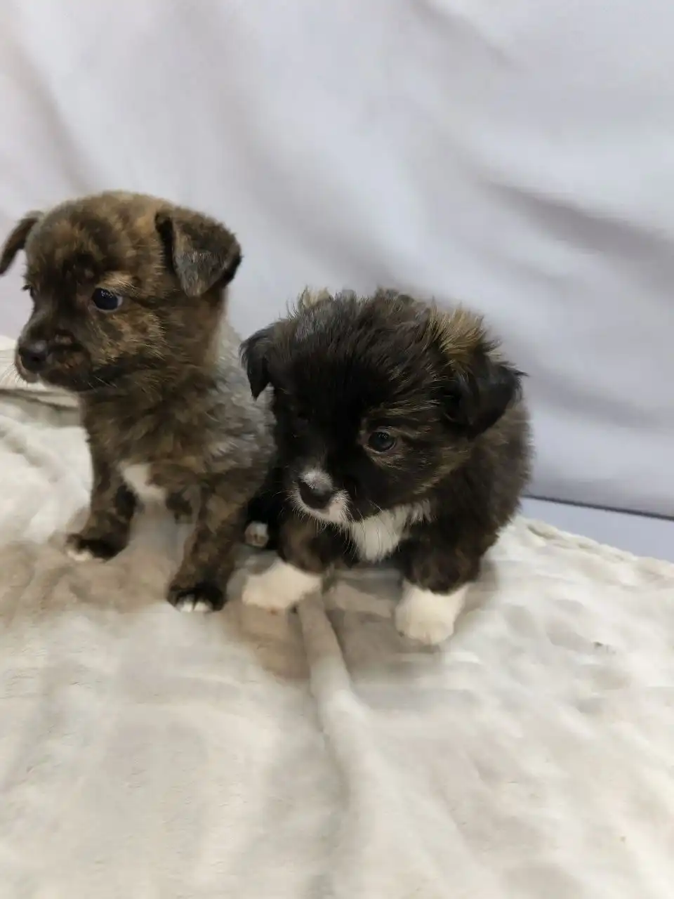 Милые и ласковые животные ждут хозяина - Животные в Красноярск