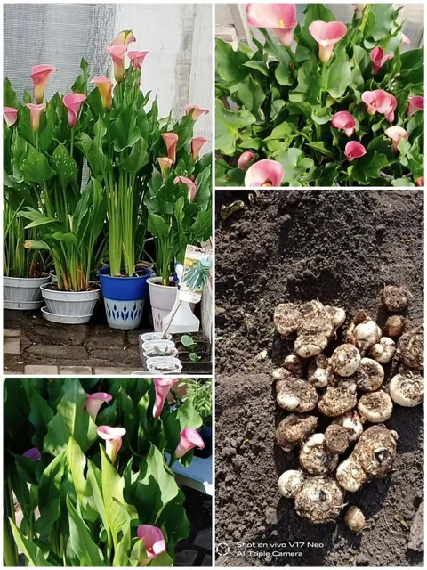 Продажа клубней калл и семян петунии - Кино в Березовка