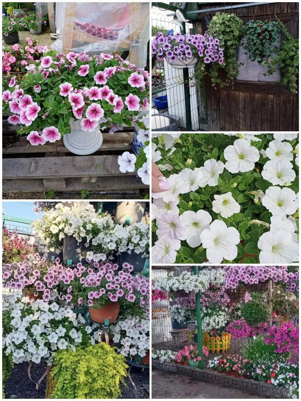 Продажа клубней калл и семян петунии - Растения и семена (Хобби и отдых) в Березовка