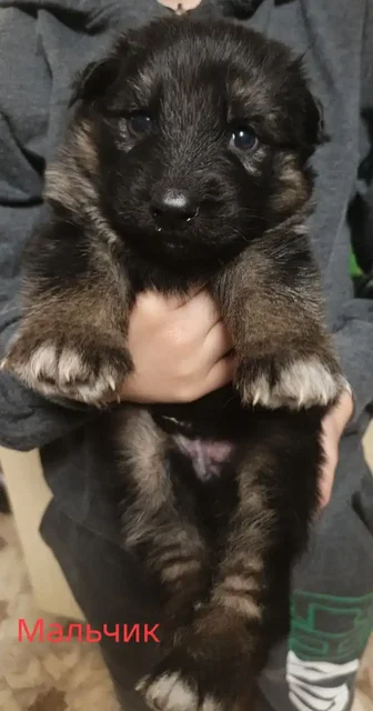 Продажа щенков немецкой овчарки - Корма для животных в Красноярск