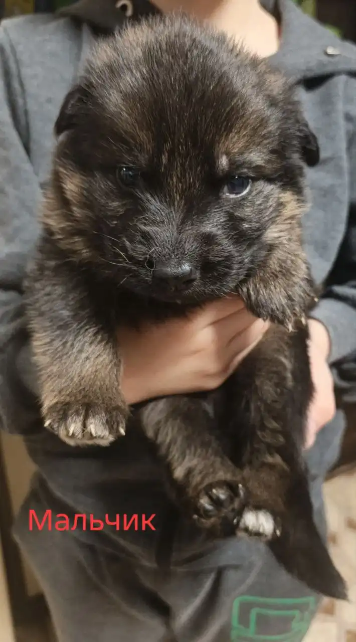 Продажа щенков немецкой овчарки - Собаки (Животные) в Красноярск