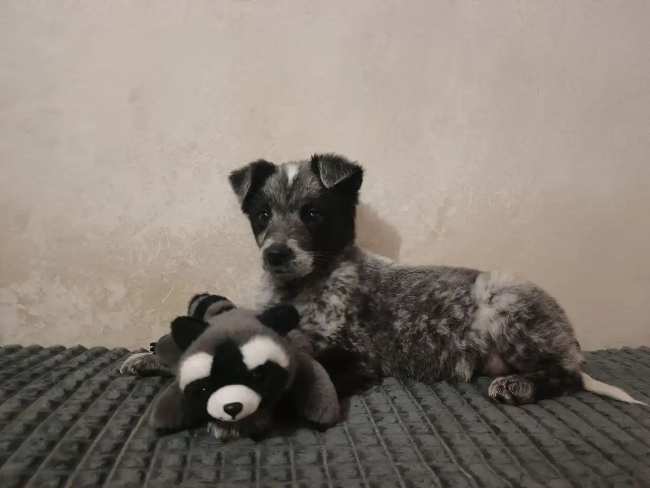 Щенок ищет дом в Канске - Собаки (Животные) в Канск