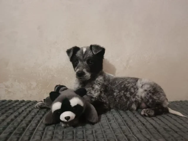 Щенок ищет дом в Канске - Животные в Канск