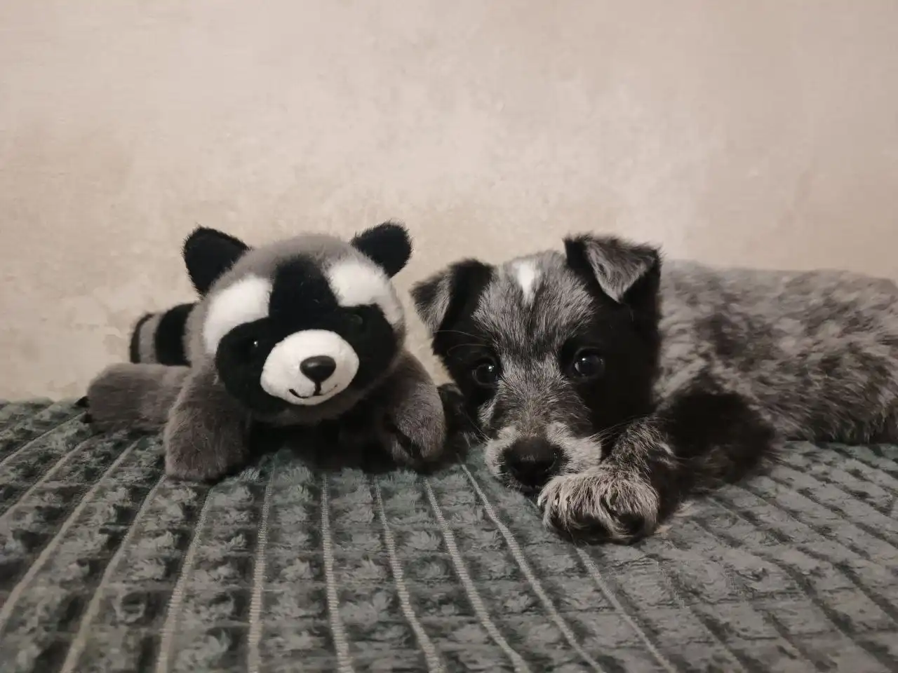 Щенок ищет дом в Канске - Собаки (Животные) в Канск