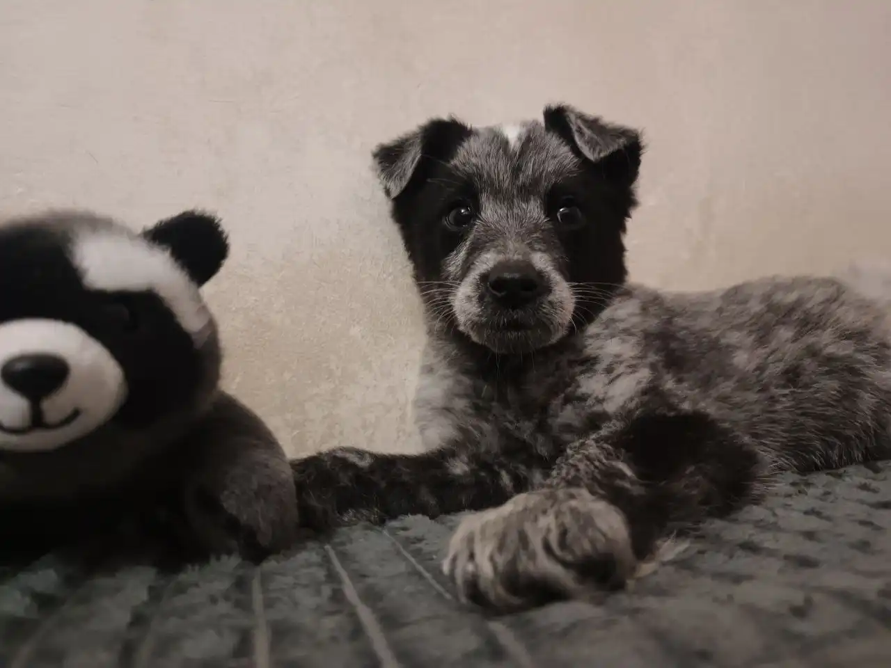 Щенок ищет дом в Канске - Собаки (Животные) в Канск