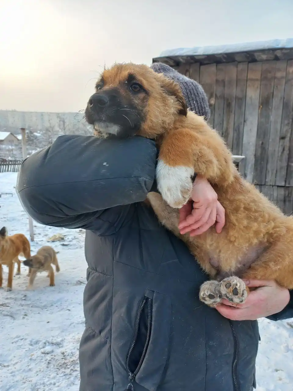 Щенок САМУР ищет дом - Собаки (Животные) в Красноярск