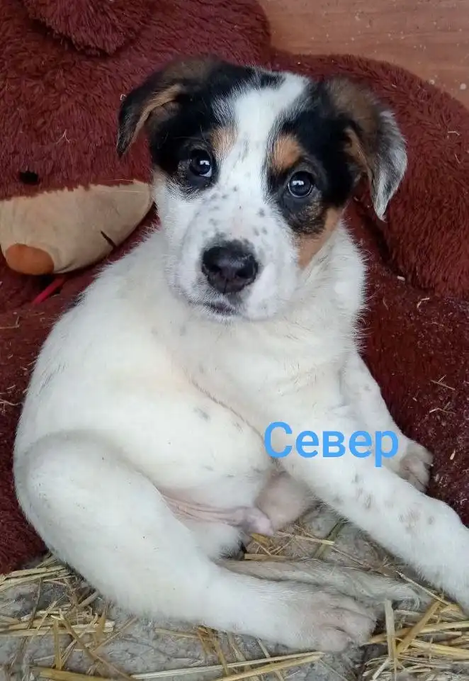 Щенки породы Север и Аляска для охраны - Собаки (Животные) в Красноярск