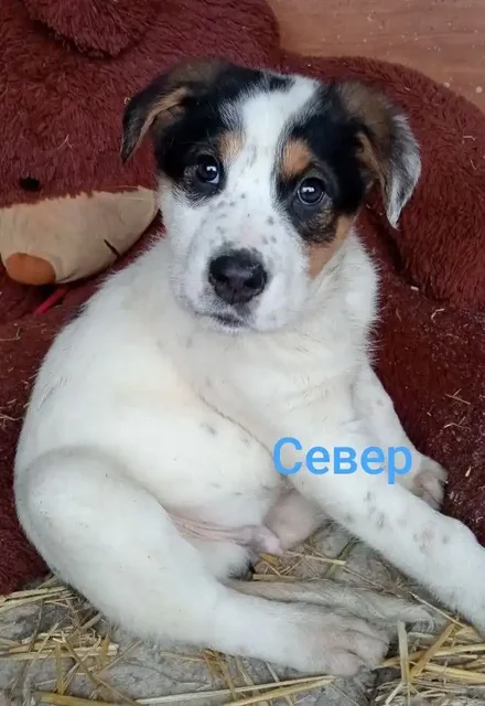 Щенки породы Север и Аляска для охраны - Корма для животных в Красноярск